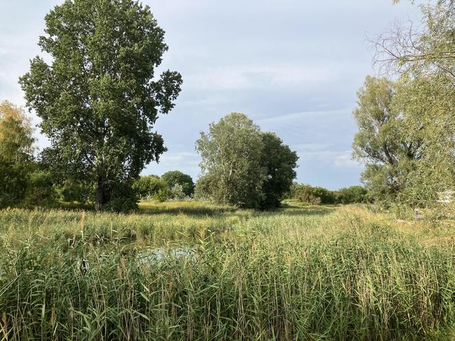 Siekierki i Augustówka