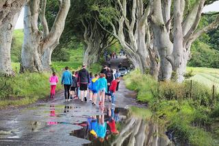 The Dark Hedges w Irlandii Północnej 