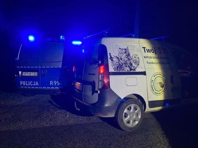 Śląskie: Policjanci odebrali poród sarny! Zwierzę chwilę wcześniej zostało potrącone przez samochód [ZDJĘCIA]