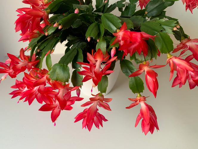 8. Grudnik (Schlumbergera)