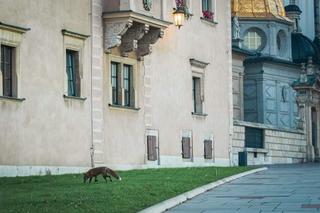 Niezwykły gość na Wawelu