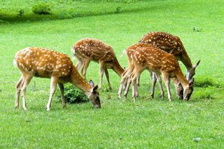 To mogło się wydarzyć tylko w Bieszczadach. Dzikie zwierzęta odpoczywają w mieście, pod blokiem