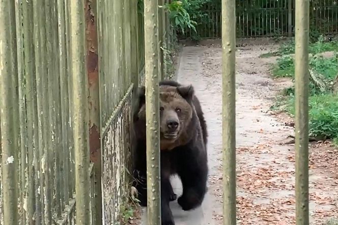 Jak zimą radzą sobie egzotyczne zwierzęta w bydgoskim zoo?