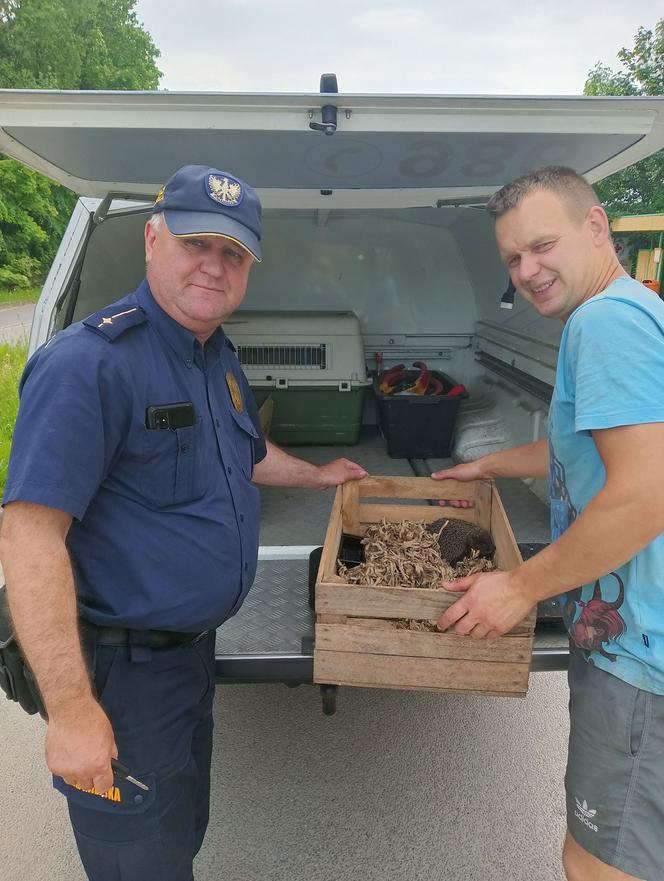 Straż miejska odebrała poród u jeża. Nietypowa interwencja w Elblągu [ZDJĘCIA]