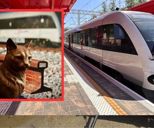 Słynny kot z Gdańska będzie miał swój pomnik! Rysiu wyciska łzy w całej Europie