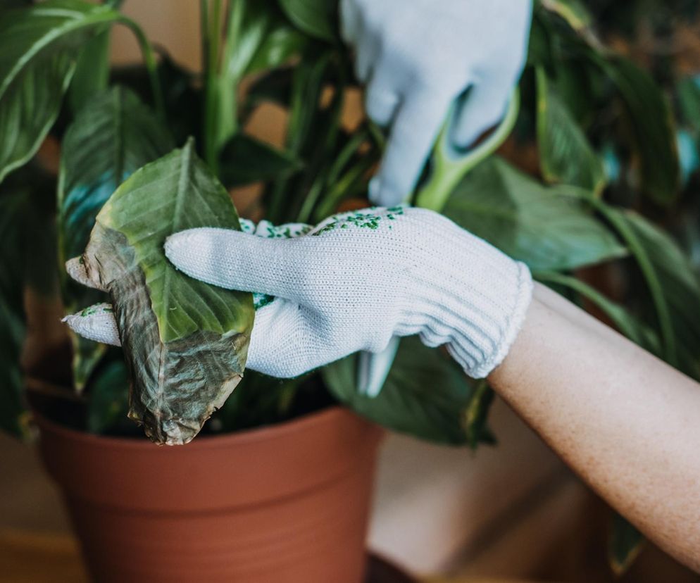 Sposoby na szkodniki roślin doniczkowych
