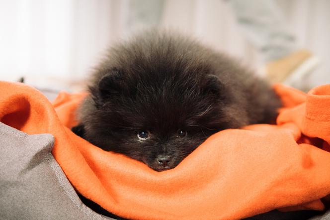 SuperPies odc. 5. Hugo - pies Marcina Mroczek