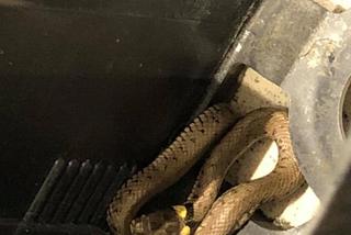 Na półce z piwem znalazł węża