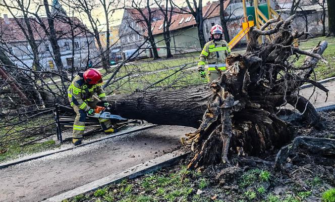 Wichura na Dolnym Śląsku. Uszkodzone dachy, powalone drzewa. Ponad 300 interwencji straży