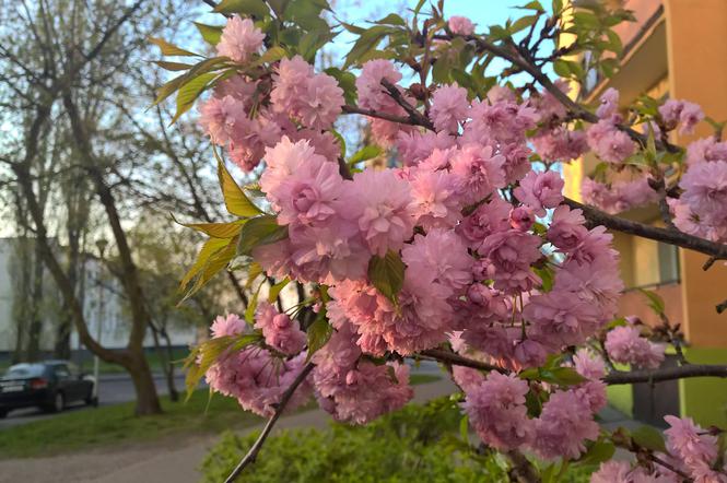 Piękna wiosna w Bydgoszczy