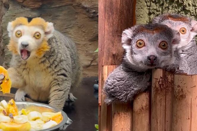 Ale słodziaki! Lemury z wrocławskiego zoo świętują urodziny. Zobacz jak zajadają banany i papaje 