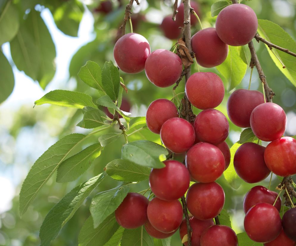 Istnieje owoc lepszy od aceroli i kiwi. Przeciwdziała stanom zapalnym i wzmacnia organizm
