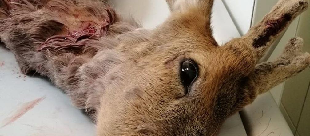 Psy pogryzły koziołka