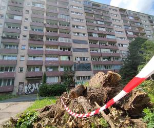 Wielkie drzewo runęło im na blok. „Widziałam, jak na mnie leci!”