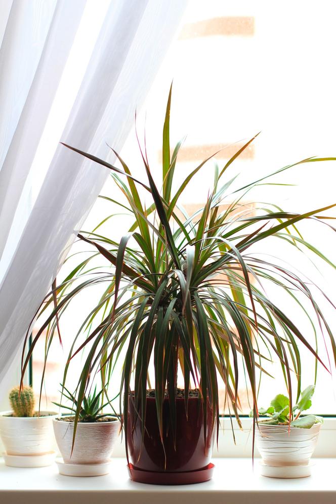 Dracena obrzeżona