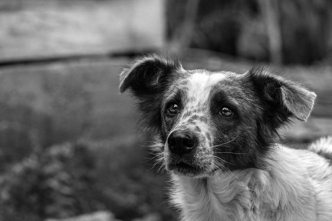 Skarżysko. Kierowca śmiertelnie potrącił psa. Ludzie chcą zlinczować mężczyznę!