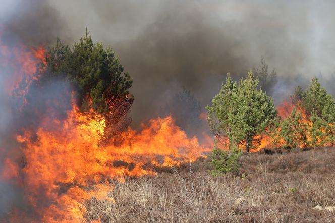 Ogromne zagrożenie pożarami w lubuskich lasach