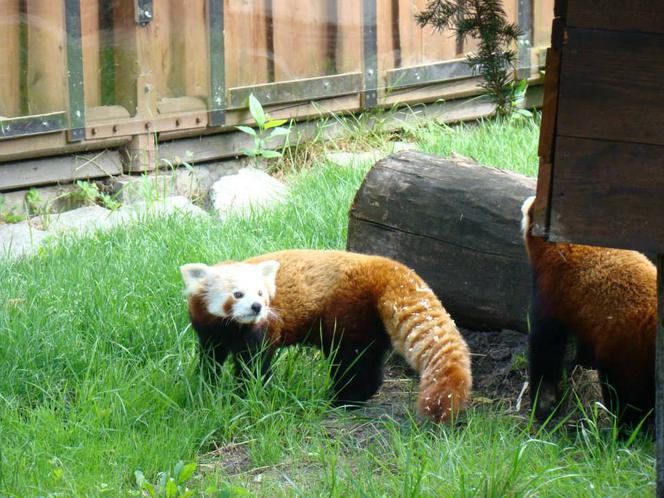 Zoo w Chorzowie: pandy czerwone