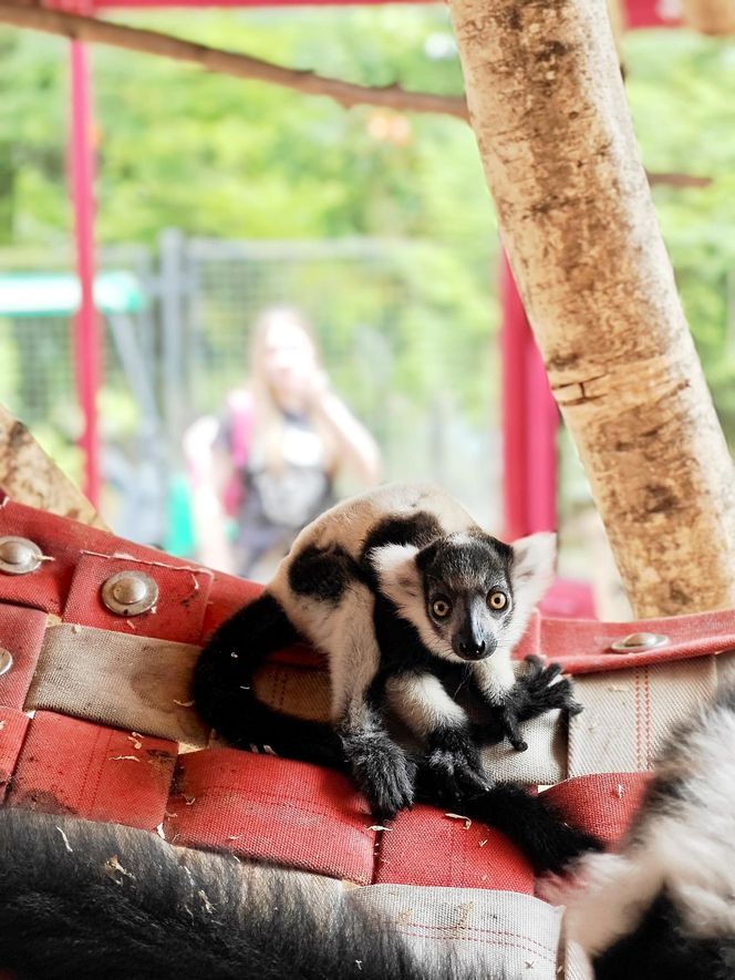 Narodziny w Śląskim Ogrodzie Zoologicznym. Maleńki lemur Rapid zachwyca odwiedzających