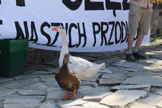 Rowerem z okolic Ślęży do Świnoujścia. Mieszkaniec Sobótki walczy z wycinką drzew