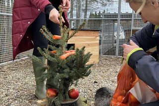 Nutrie w świątecznych nastrojach w Zagrodzie 3 Siostry