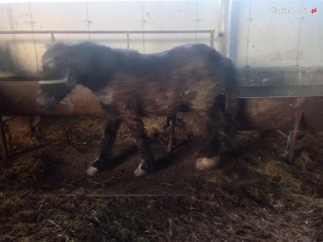 Zagłodzone i brudne konie były niehumanitarnie mordowane? Policjanci skontrolowali hodowlę w Wodzisławiu Śląskim [ZDJĘCIA]