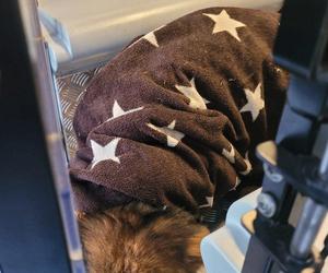 Skrajnie wycieńczone psy w Żołędowie pod Bydgoszczą. Jeden z nich nie przeżył transportu 