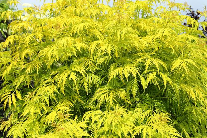 Bez koralowy 'Plumosa Aurea' - Sambucus racemosa 'Plumosa Aurea'