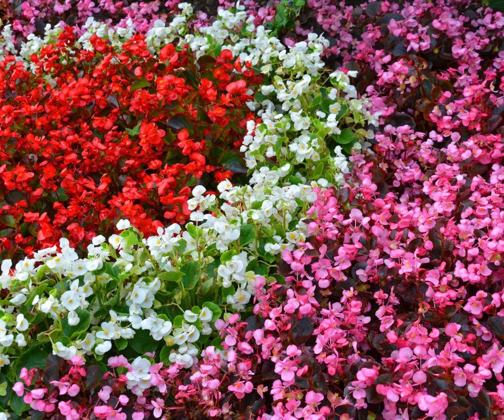 Begonia stale kwitnąca