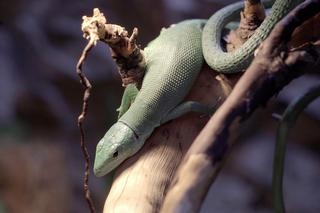 We wrocławskim zoo wykluła się jaszczurka ostrobrzucha