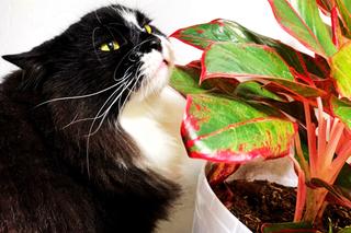 Rośliny niebezpieczne dla kota