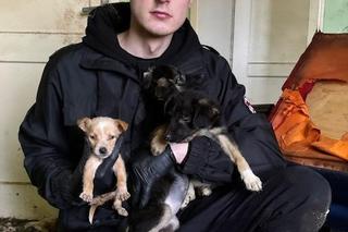 Dramatyczna interwencja DIOZ w Łódzkiem. Zwłoki psów, chore szczenięta schowane w tapczanie