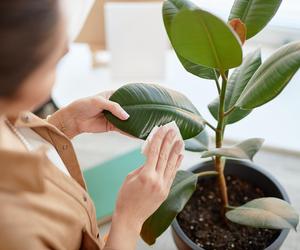 Jak czyścić liście roślin doniczkowych?