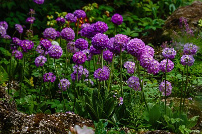 Pierwiosnek ząbkowany - Primula denticulata 