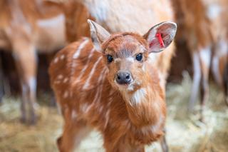 Nowi mieszkańcy wrocławskiego zoo. Na świat przyszły 4 sitatungi [ZDJĘCIA]