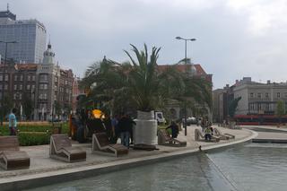 Palmy wróciły na rynek w Katowicach
