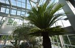 Nowa oranżeria w Ogrodzie Botanicznym UJ. Zastąpiła poprzedniczkę z XIX wieku 