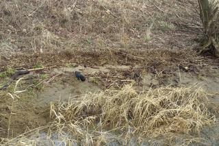 Na prośbę dwóch rodzin prowadzili poszukiwania w wodzie. Odnaleźli ciało młodego chłopaka