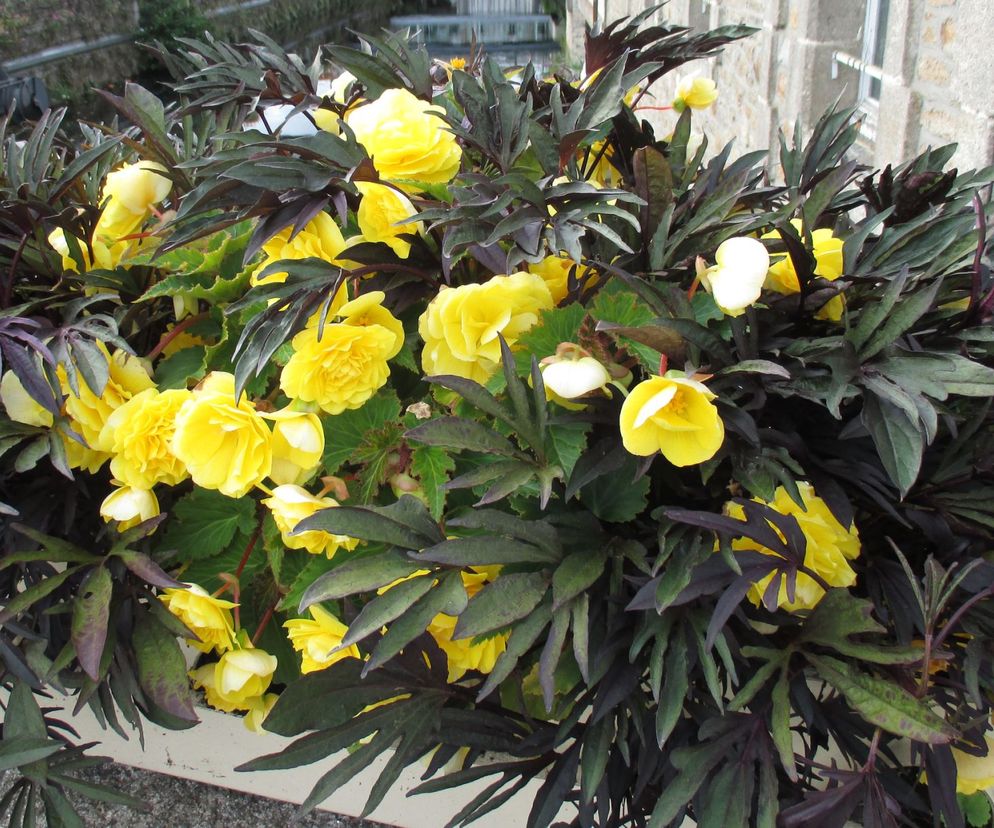 Begonia bulwiasta - królowa zacienionych zakątków