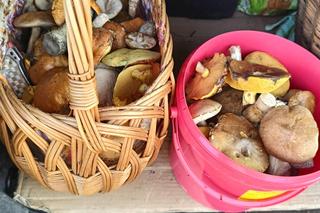 Grzyby w województwie śląskim w sierpniu 2024