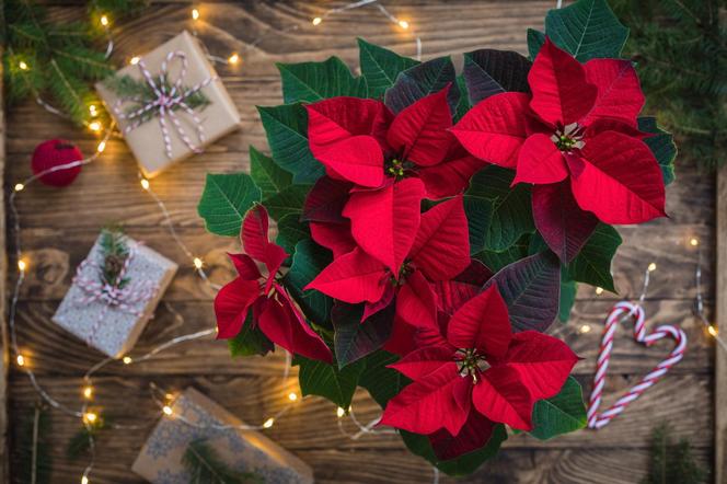 Kwiaty Bożego Narodzenia. 6 roślin, które udekorują Twój dom na święta