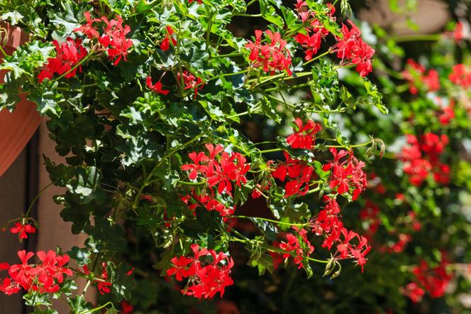 Pelargonia kaskadowa