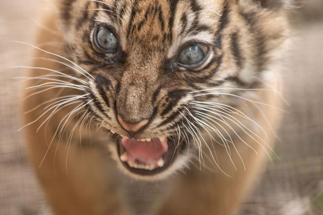 Zoo Wrocław. Niesamowite narodziny! To jeden z najrzadszych tygrysów świata
