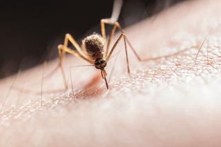 Domowe sposoby na pozbycie się komarów. Wypróbuj te metody!