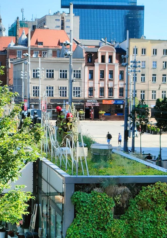 Strażacy interweniowali na rynku w Katowicach. Zabrali kaczą rodzinę w bezpieczne miejsce