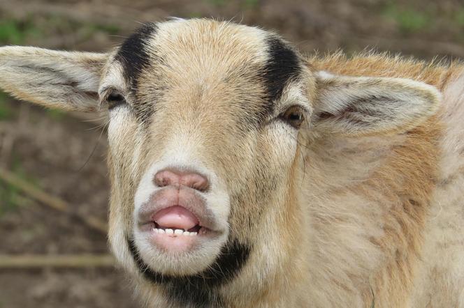 Urzędnicy szukają właściciela kozy. Skubała beztrosko trawę przy dworcu w Tarnowie