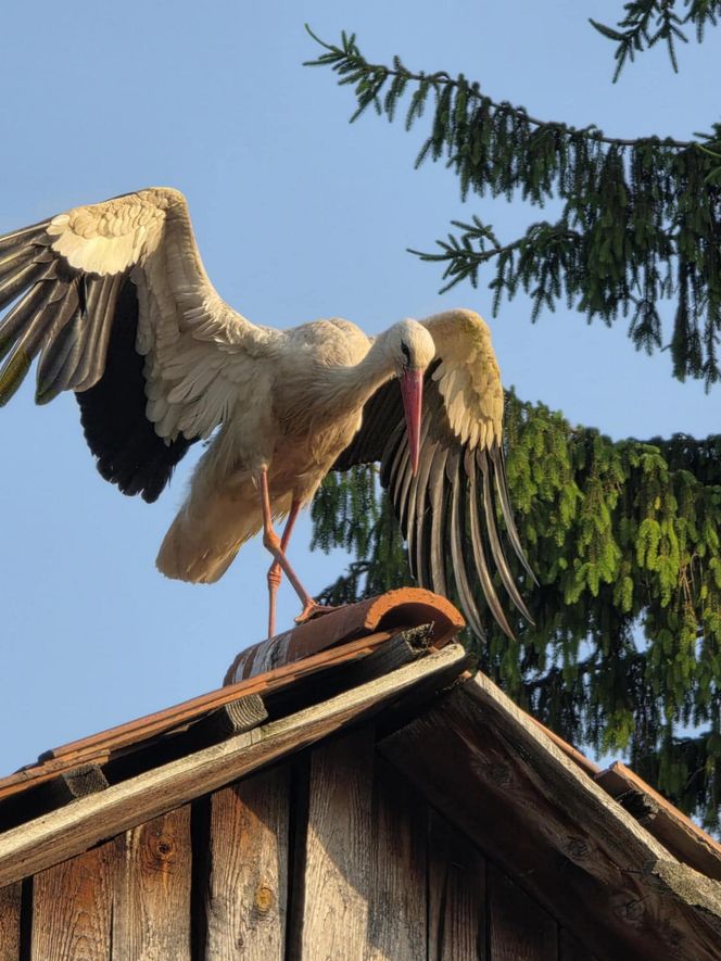 Kajtek bocian podwórkowy
