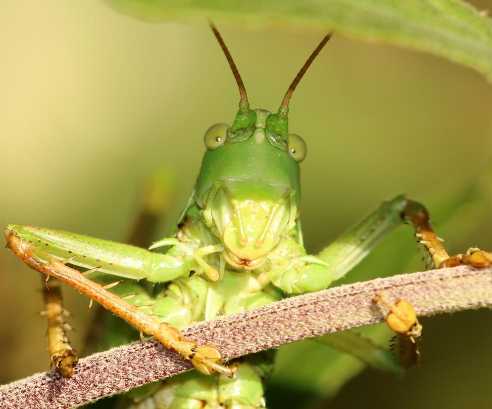  Inwazja koników polnych i świerszczy gigantów! Biblijna plaga