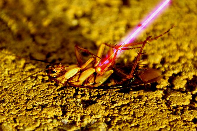 Kontrolowany przez SI laser zabija karaluchy. Tak, ktoś to wynalazł i sprawdził