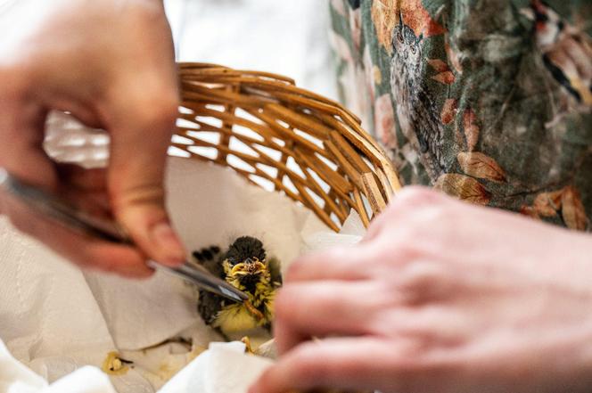 Nowość w autach poznańskiej Straży Miejskiej! To w trosce o najmniejsze zwierzaki 